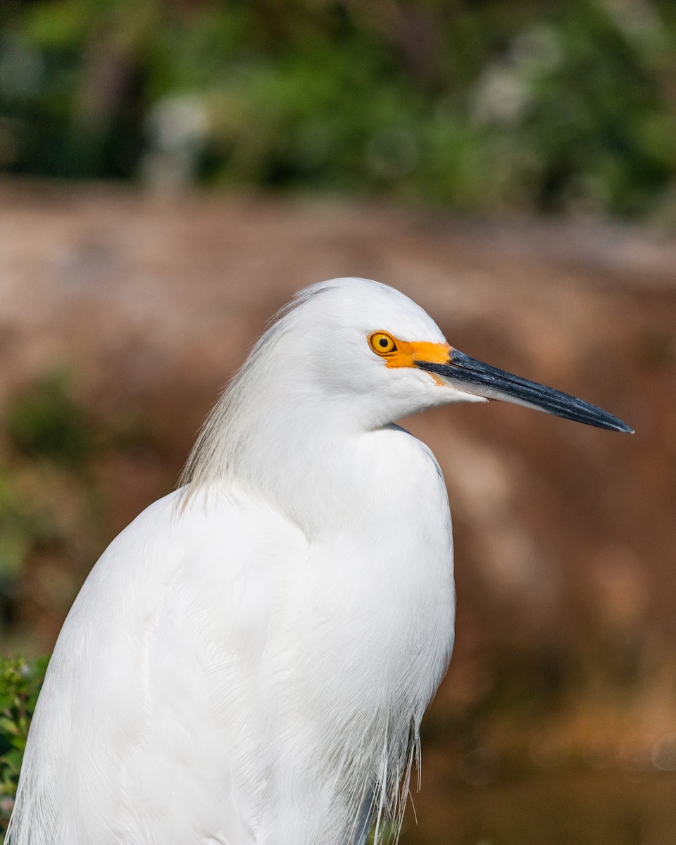 Snowy Egret - ML619297843