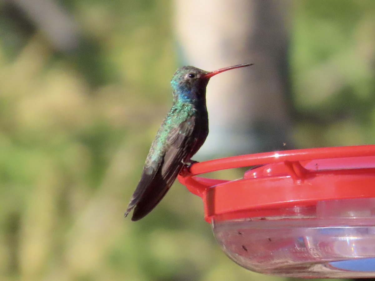 Broad-billed Hummingbird - Carol Comeau