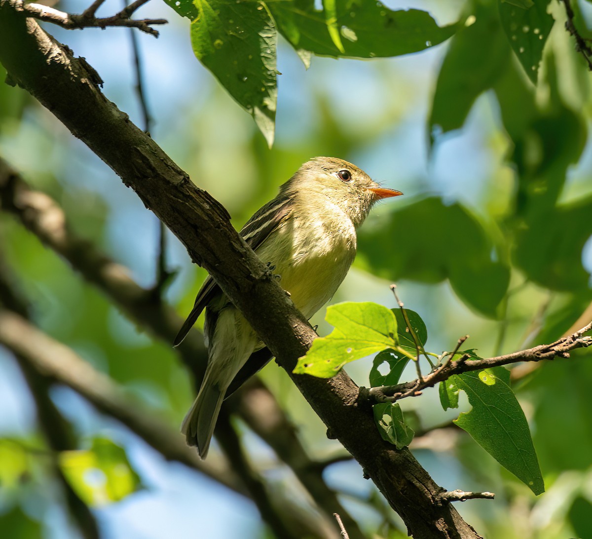 Moucherolle à ventre jaune - ML619297853