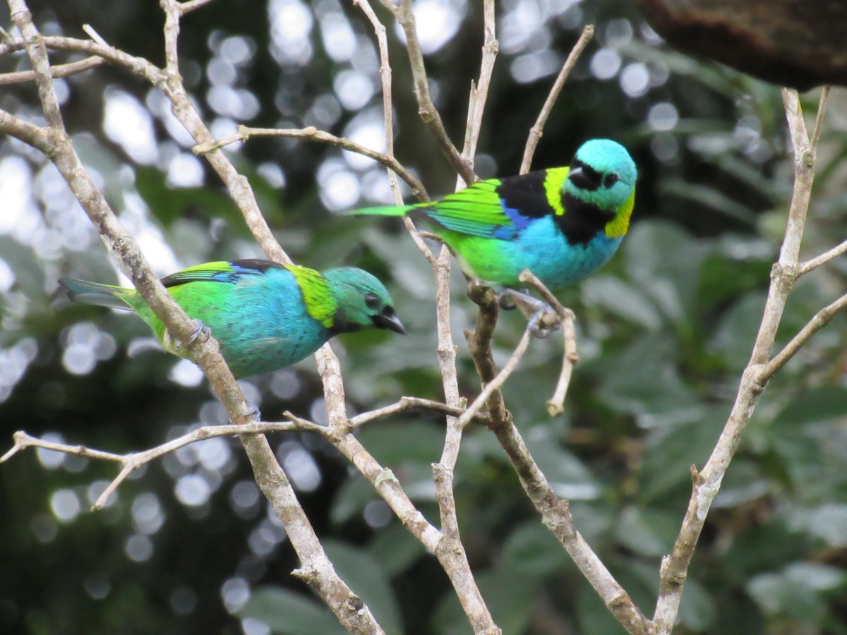 Green-headed Tanager - Marcos Antônio de Souza