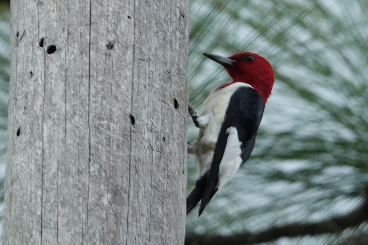 Red-headed Woodpecker - Jeffrey Turner