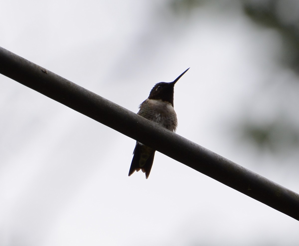 Ruby-throated Hummingbird - ML619297903