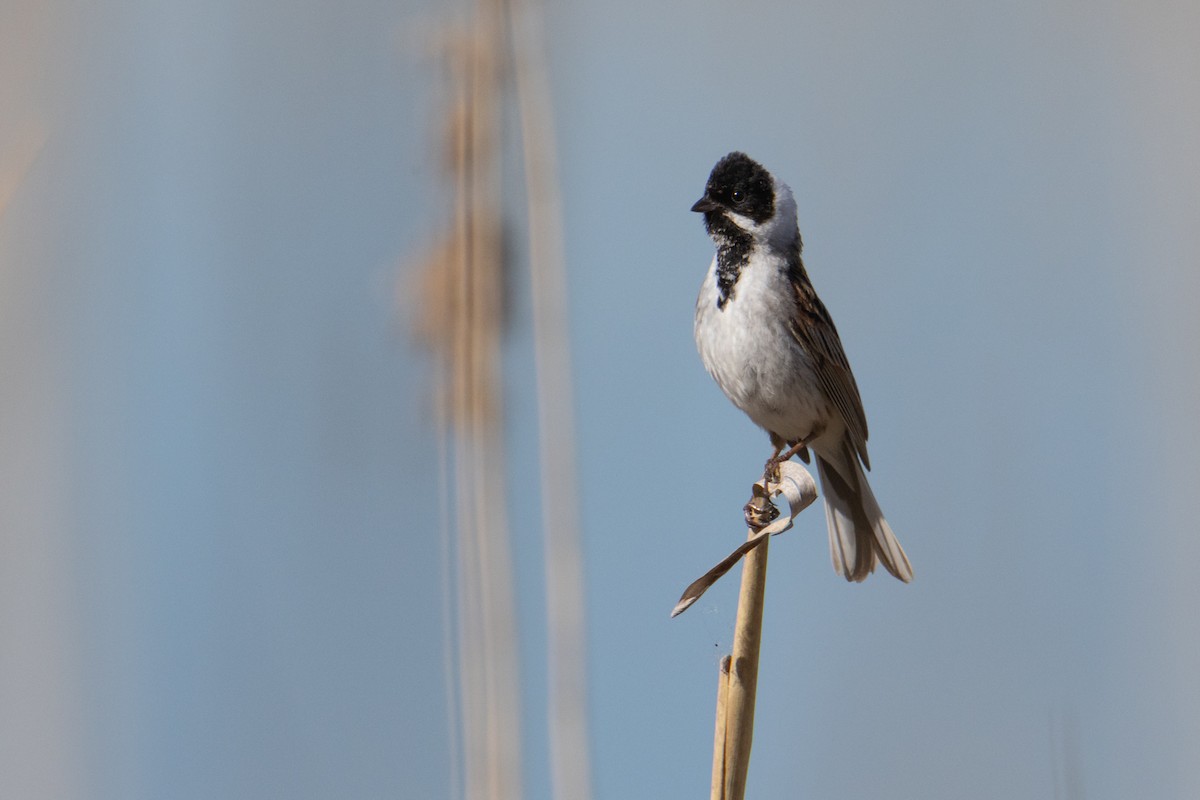 Reed Bunting - ML619297906