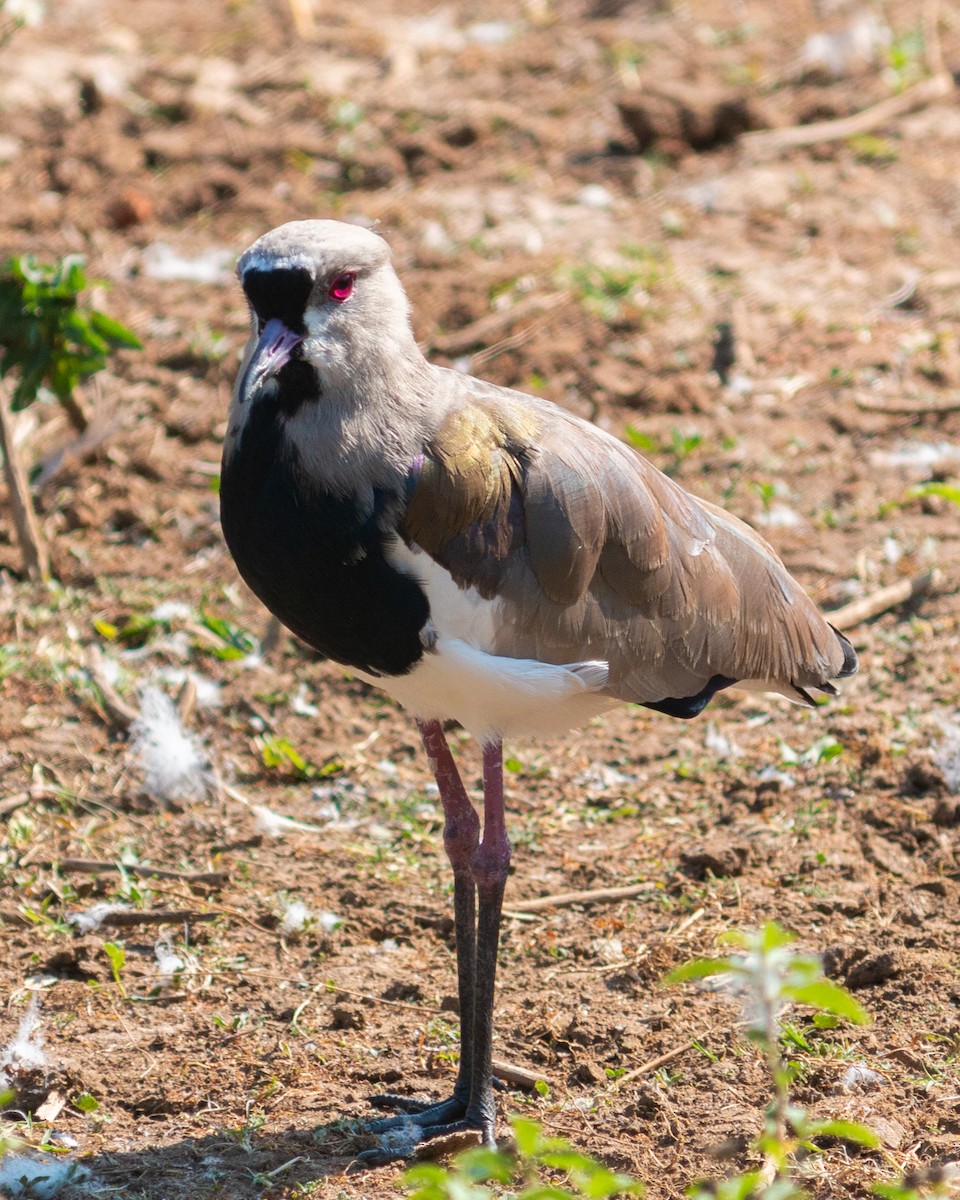 Southern Lapwing - ML619297911