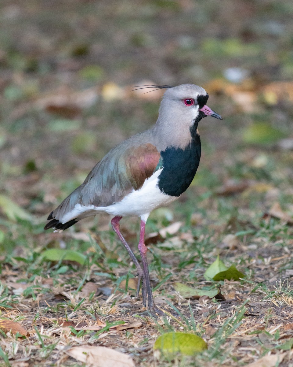 Southern Lapwing - Felipe Gulin