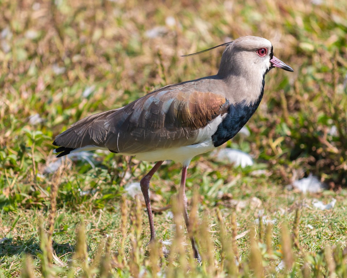 Southern Lapwing - Felipe Gulin