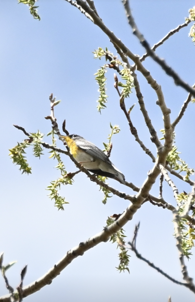 Northern Parula - Sylvie Rioux