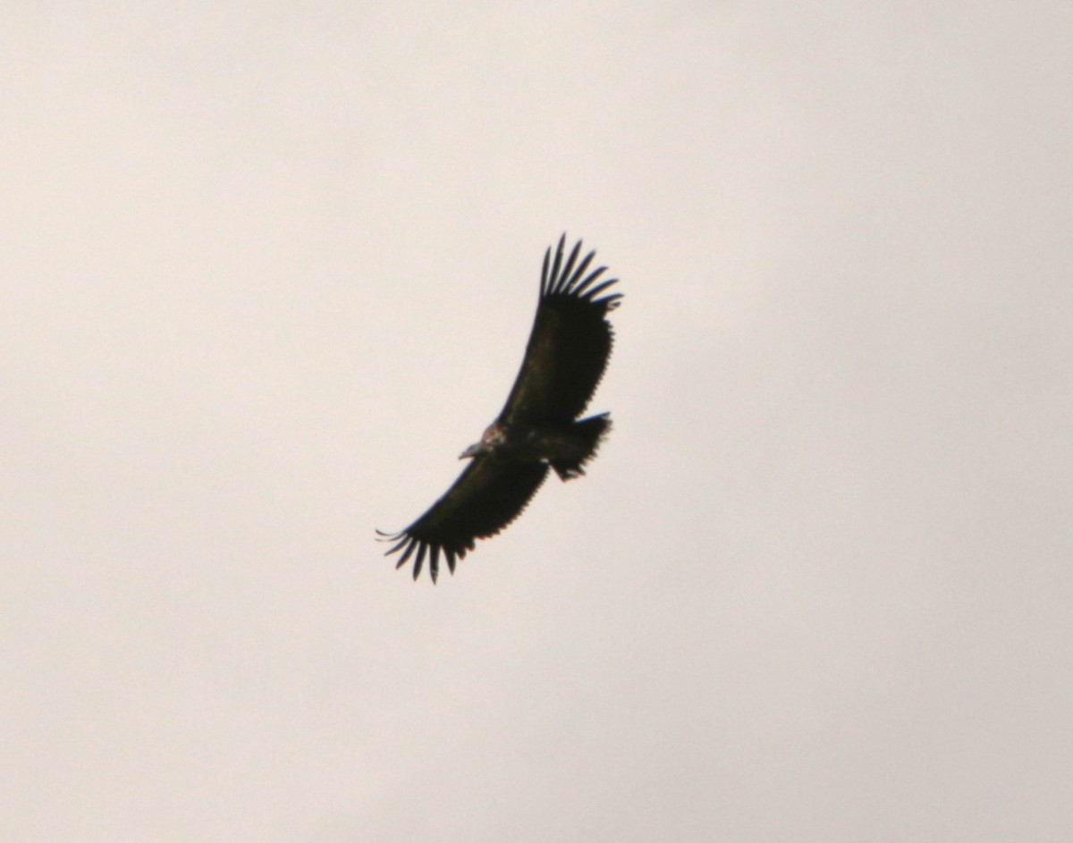 old world vulture sp. - Meruva Naga Rajesh