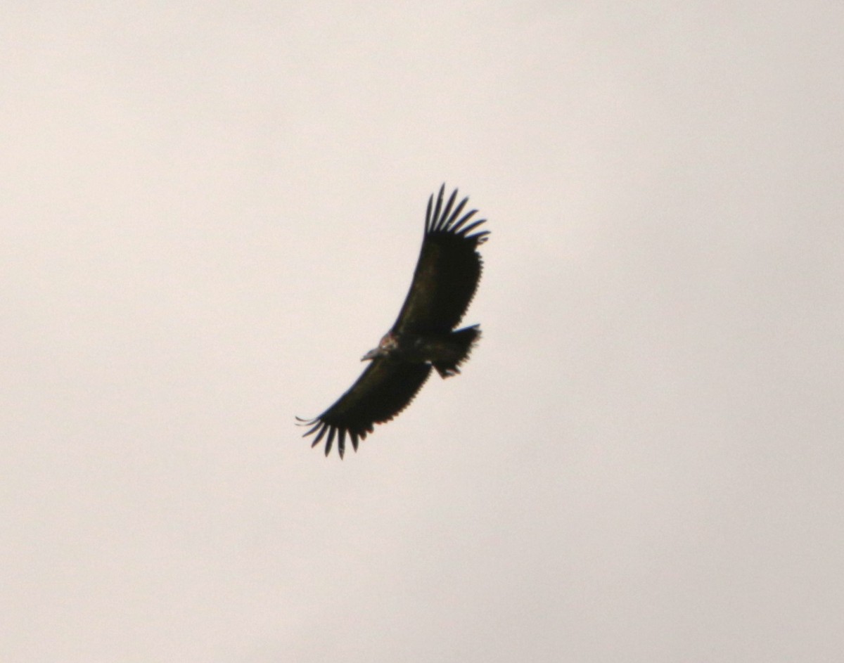 old world vulture sp. - ML619297917