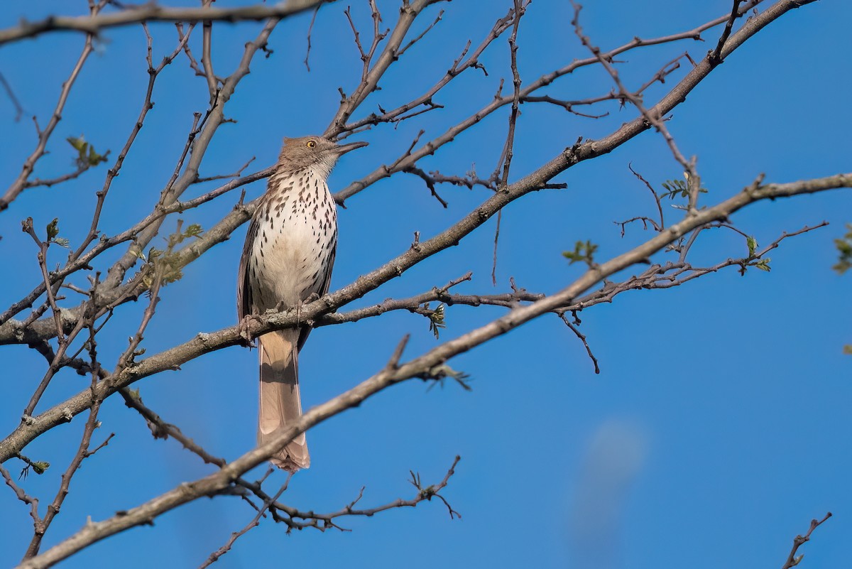 Brown Thrasher - ML619297926