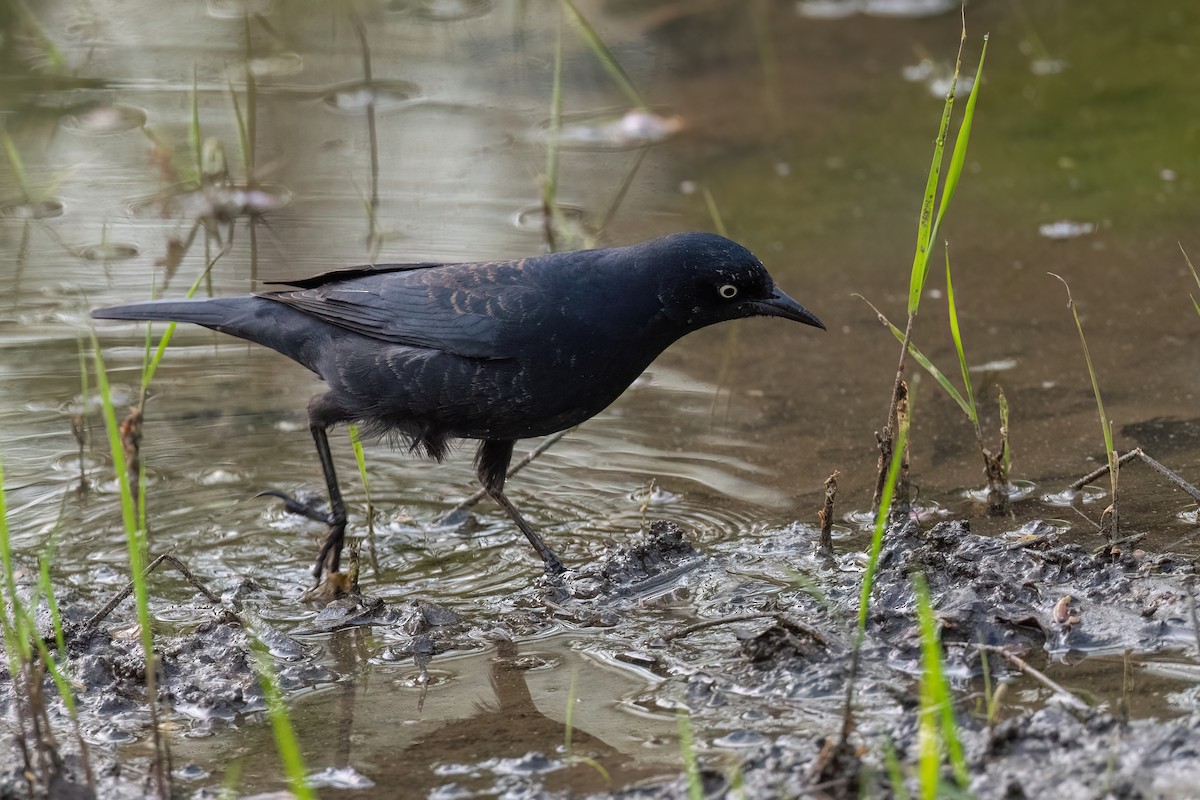 Rusty Blackbird - Adam Jackson