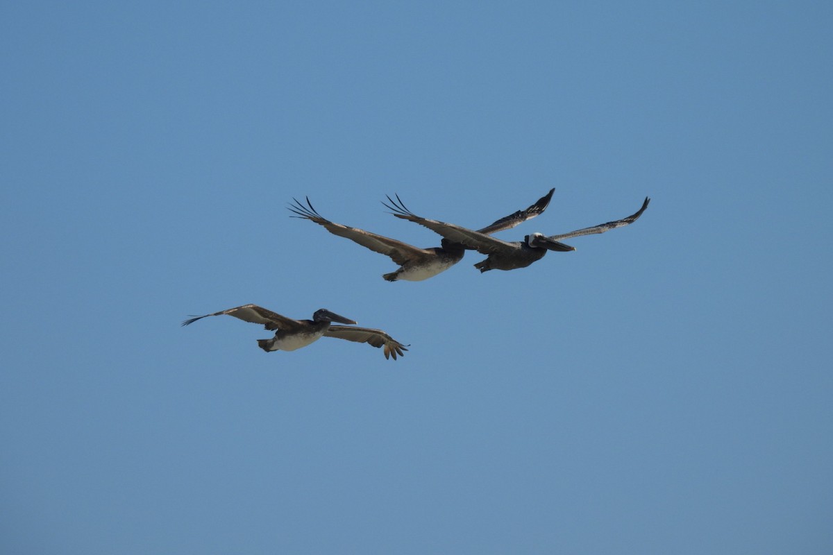 Brown Pelican - Bret Elgersma