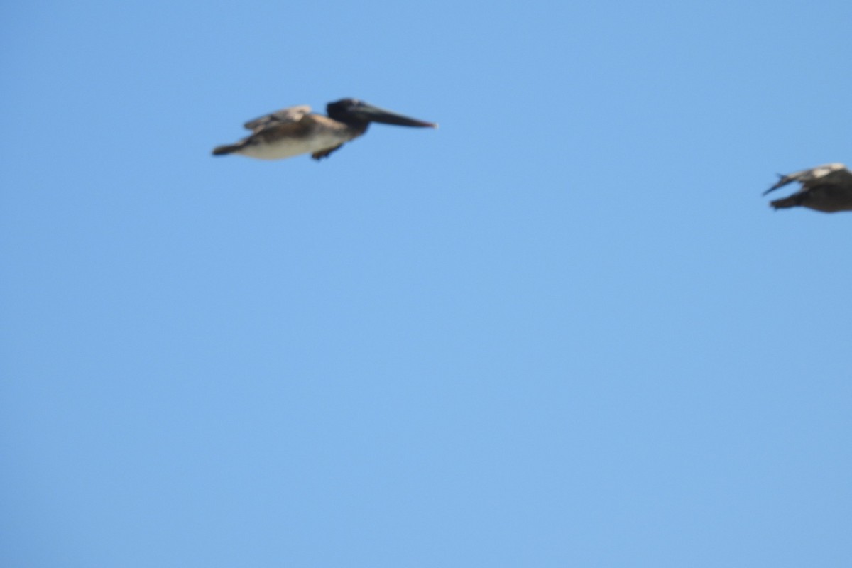 Brown Pelican - Bret Elgersma