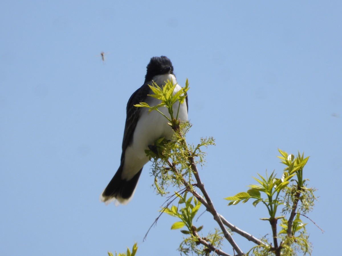 Eastern Kingbird - ML619297956