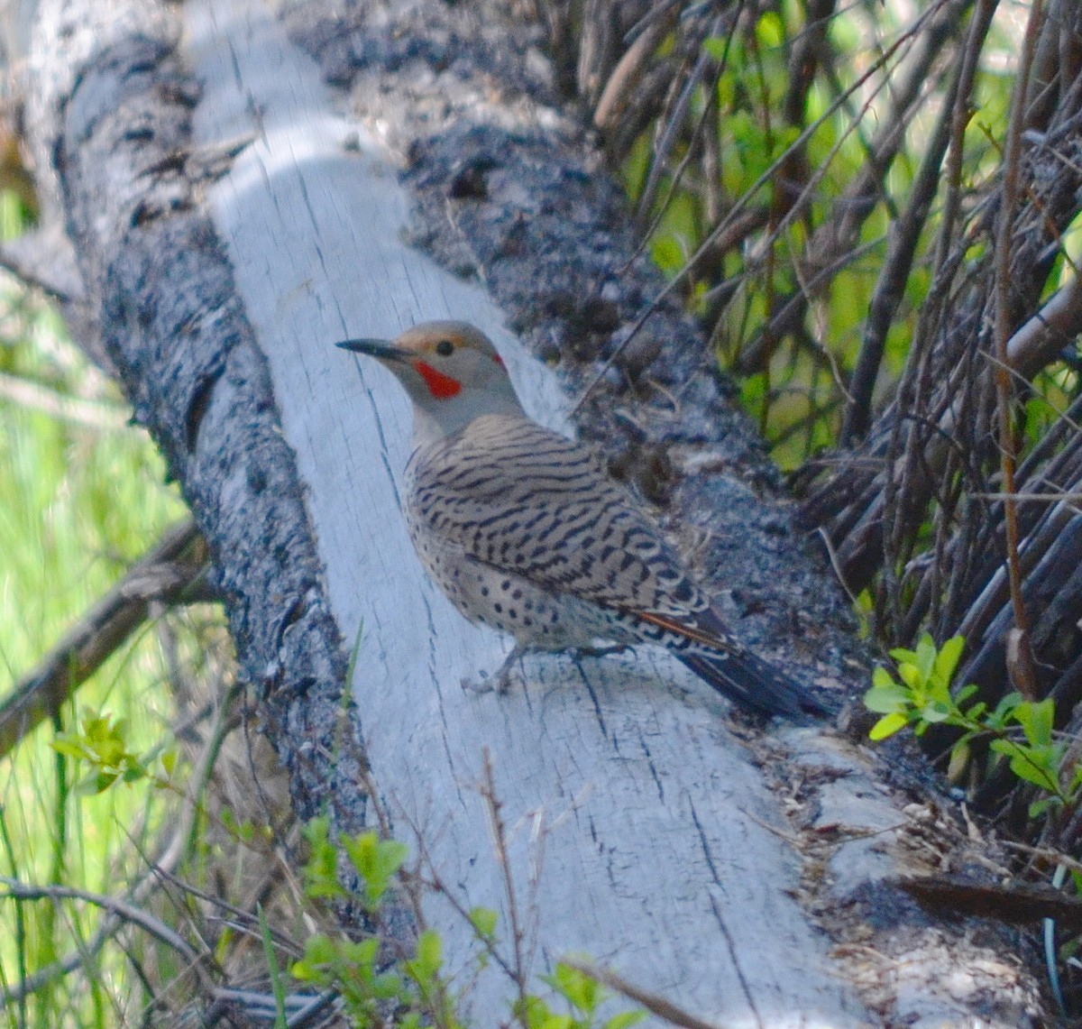 Northern Flicker - John Ritchie