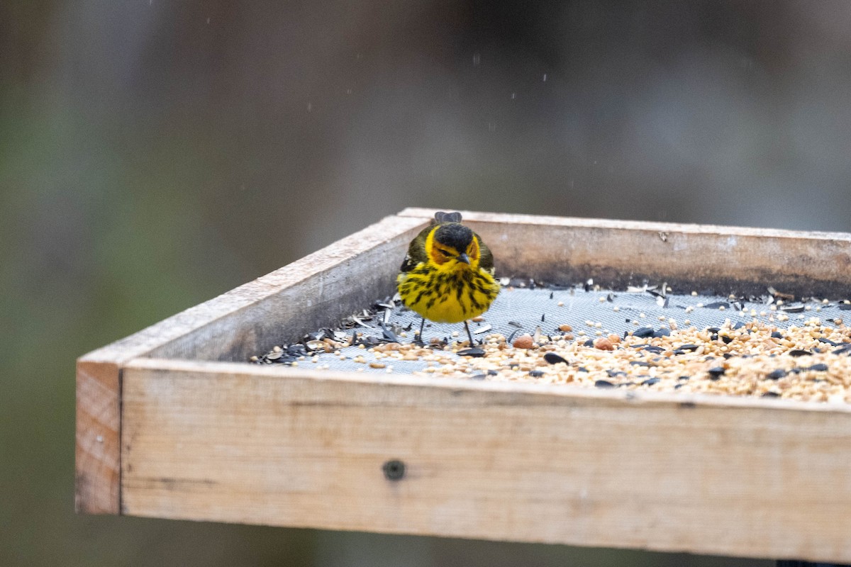 Cape May Warbler - ML619297974