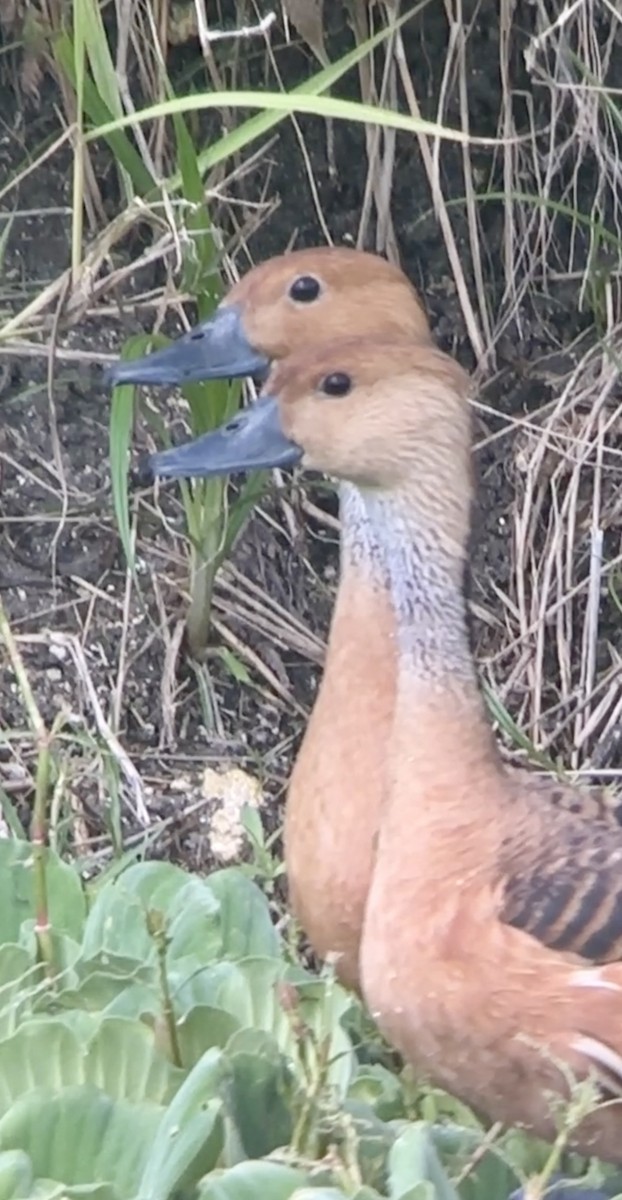 Fulvous Whistling-Duck - Soule Mary
