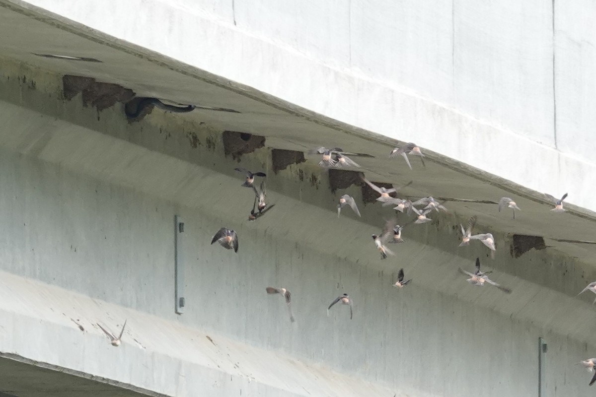 Cliff Swallow - Jeffrey Turner