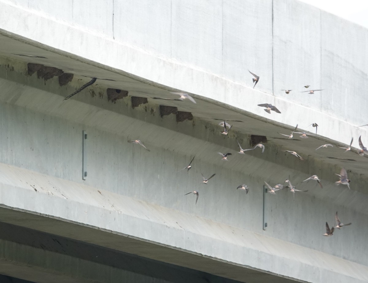 Cliff Swallow - Jeffrey Turner