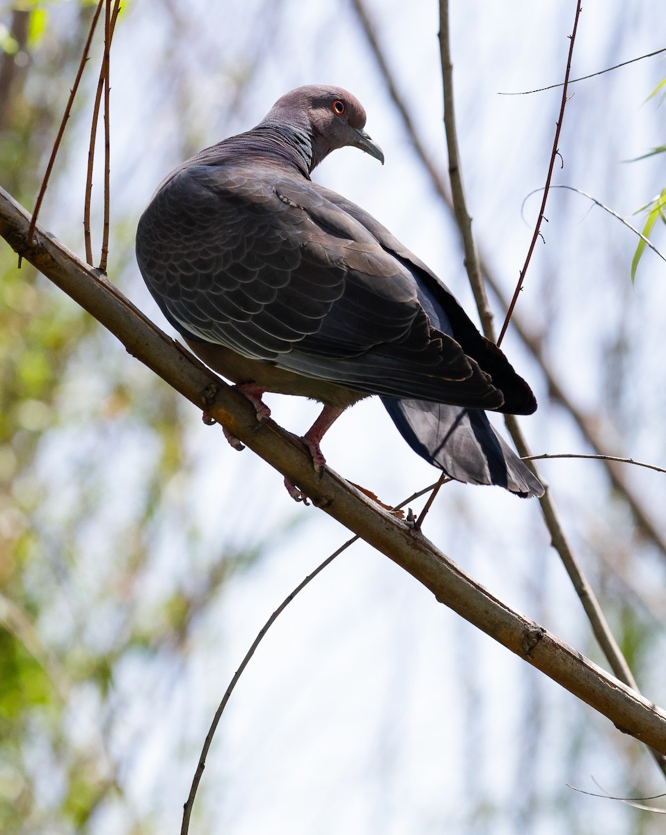 Picazuro Pigeon - Anonymous