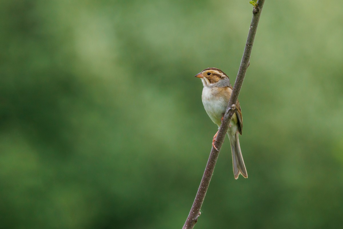 Clay-colored Sparrow - ML619298022