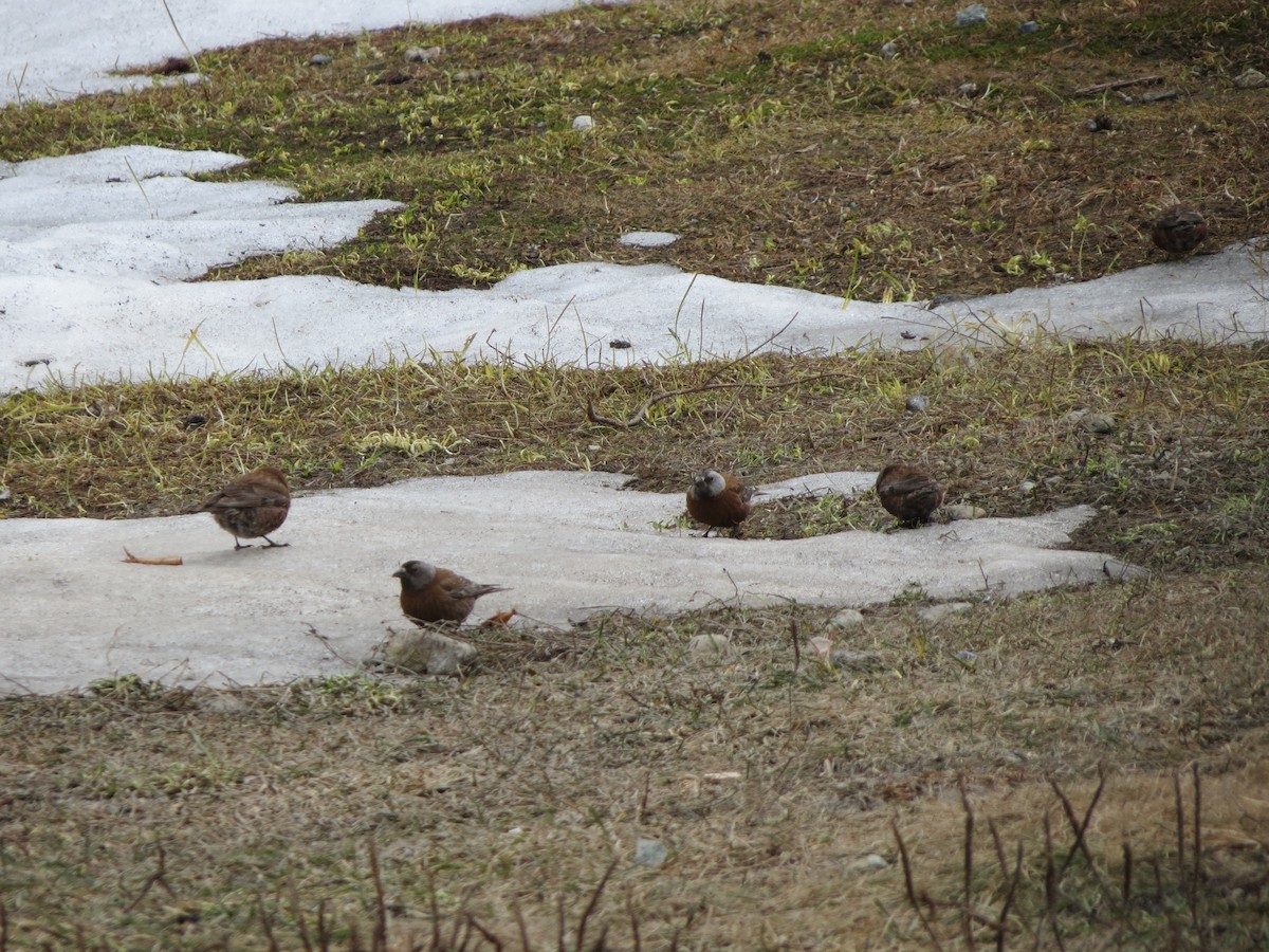 Gray-crowned Rosy-Finch - ML619298028