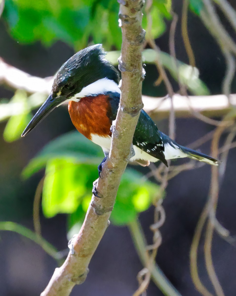 Green Kingfisher - Anonymous