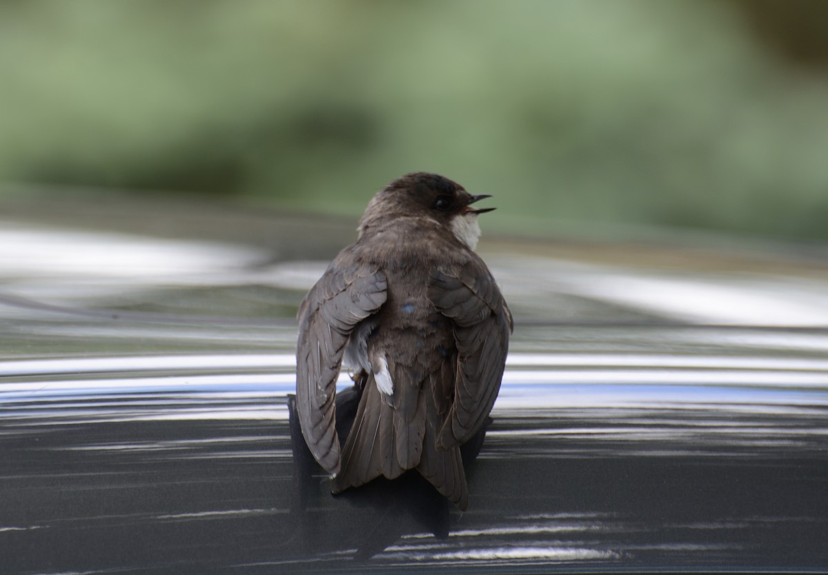 Tree Swallow - ML619298036