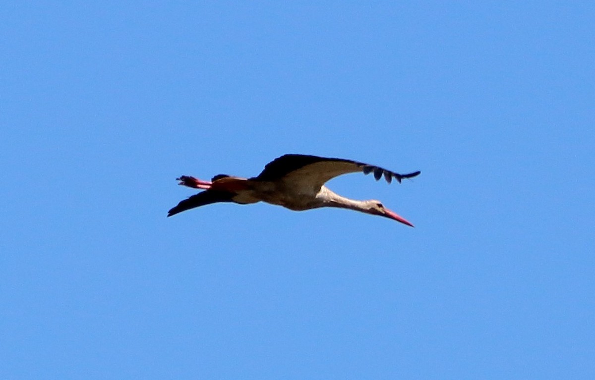 White Stork - bousquet francois