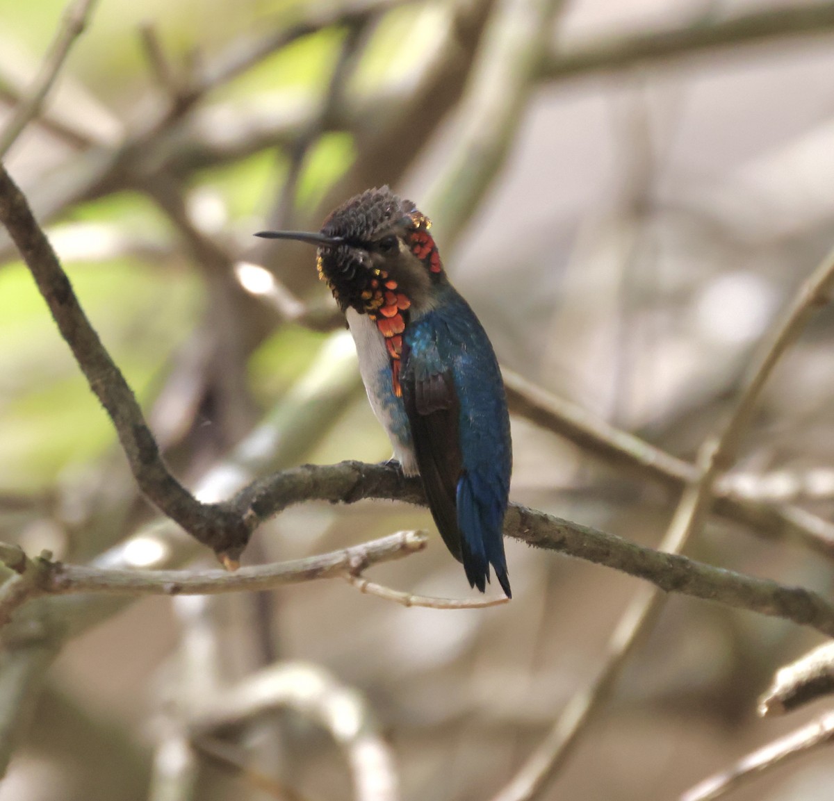 Bee Hummingbird - ML619298050