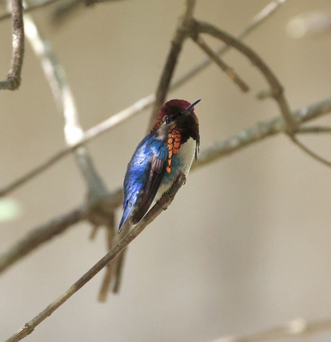 Bee Hummingbird - ML619298055