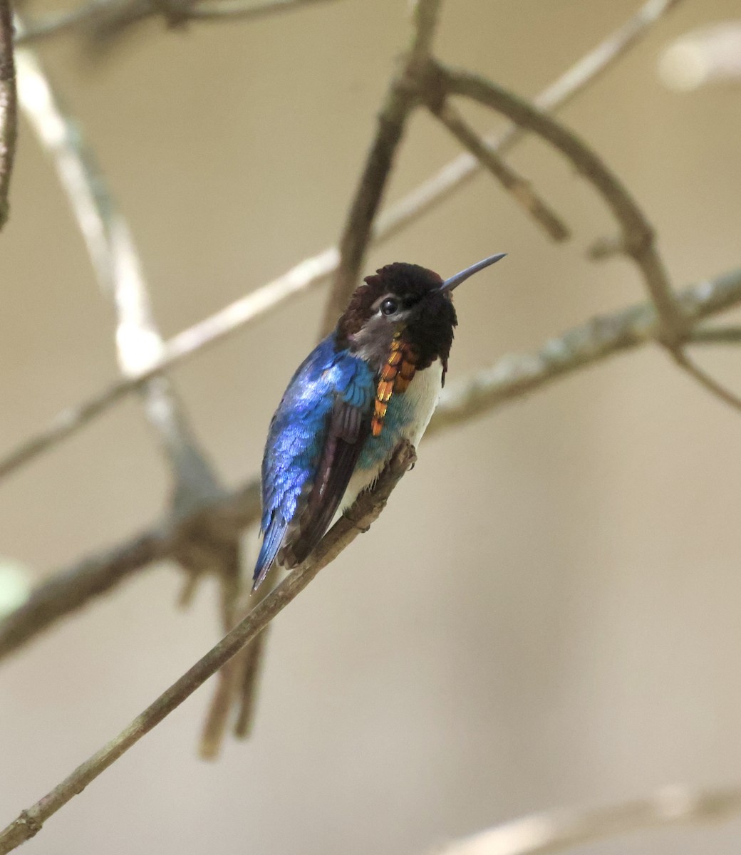 Bee Hummingbird - ML619298056