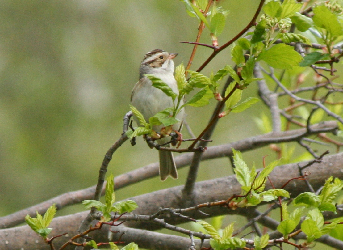 Chipping Sparrow - Muriel & Jennifer Mueller