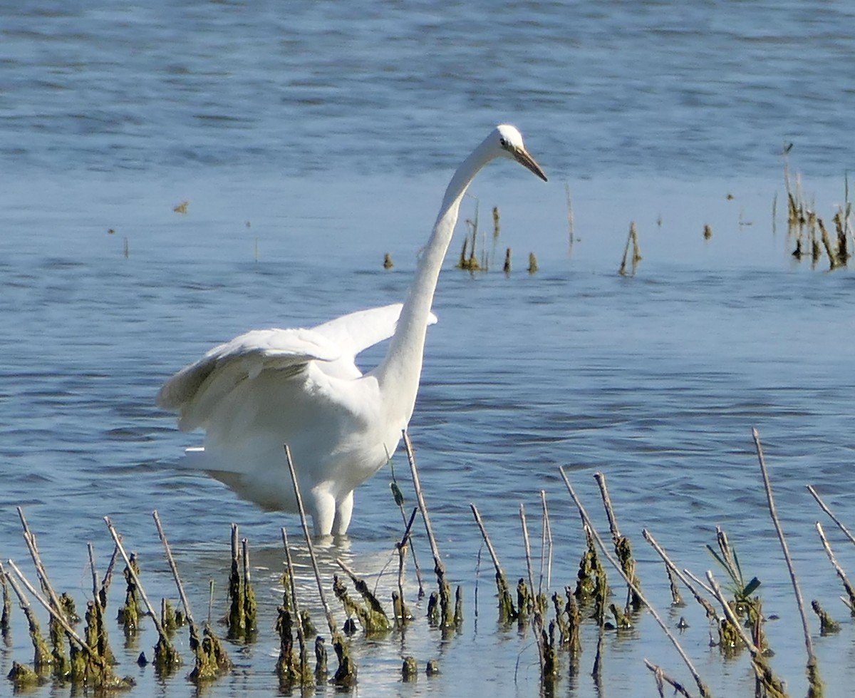 Great Egret - Dmitrii Konov