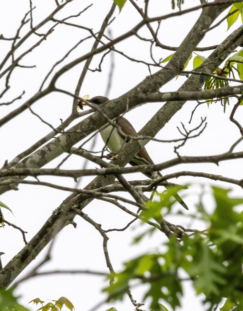 Yellow-billed Cuckoo - ML619298080