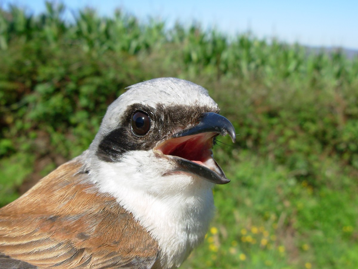 Red-backed Shrike - Vítor Xosé Cabaleiro Barroso