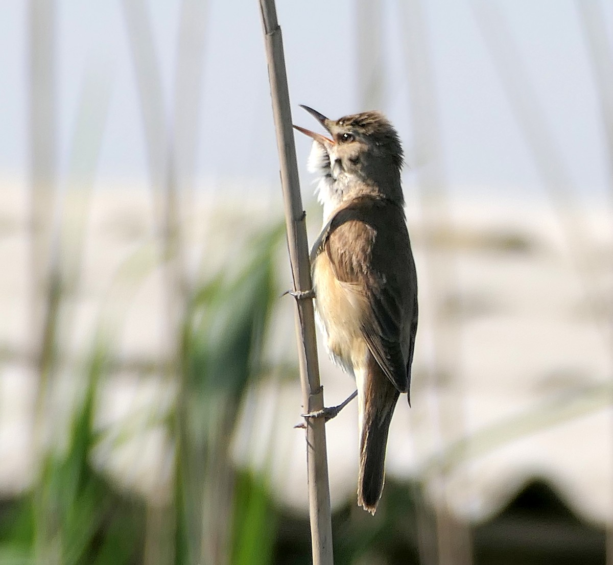 Great Reed Warbler - Dmitrii Konov