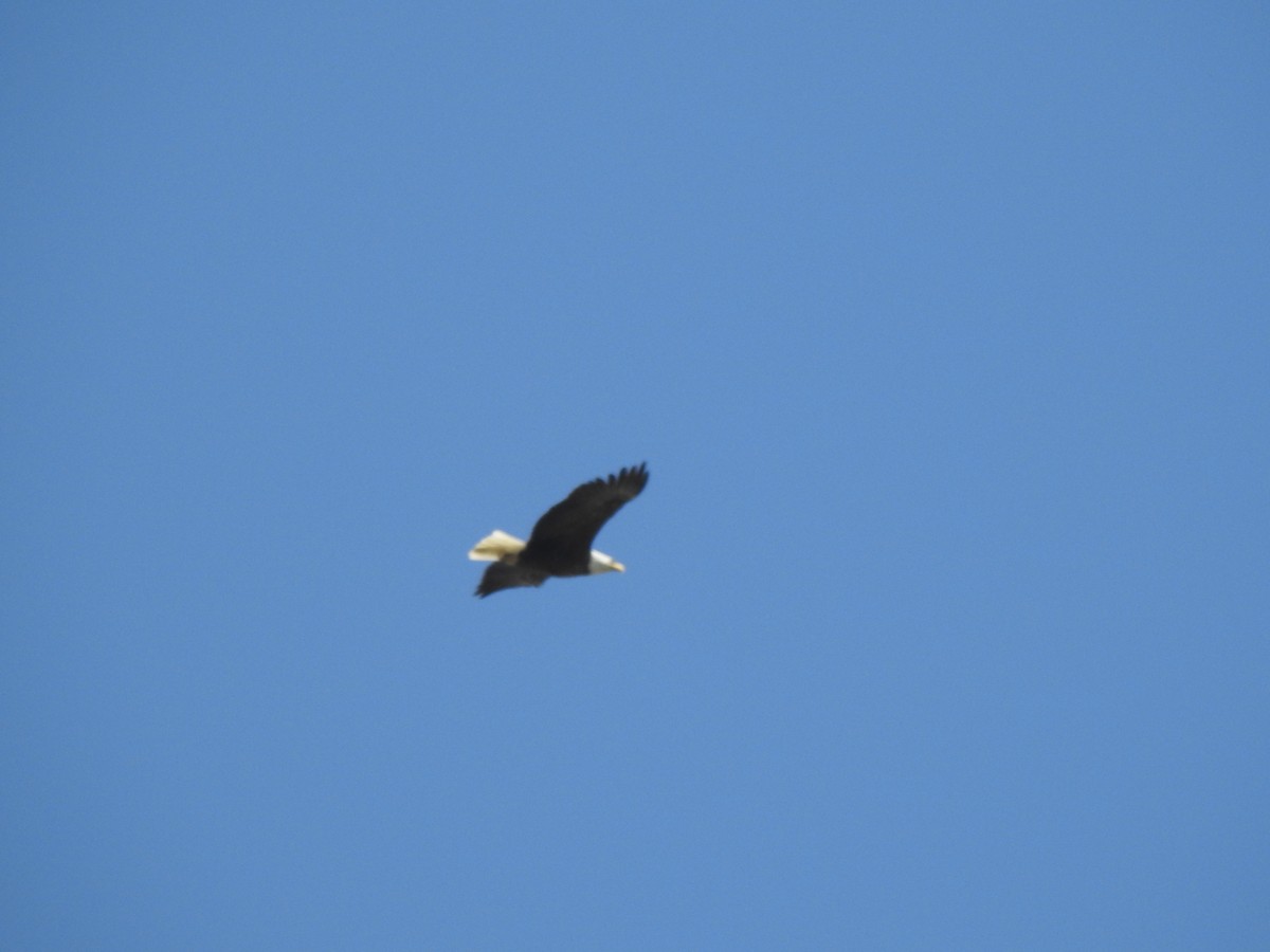 Bald Eagle - Jacques Bélanger