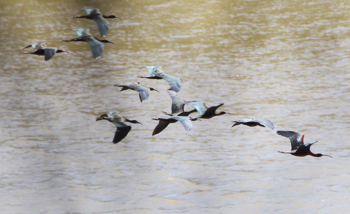 Glossy Ibis - bousquet francois