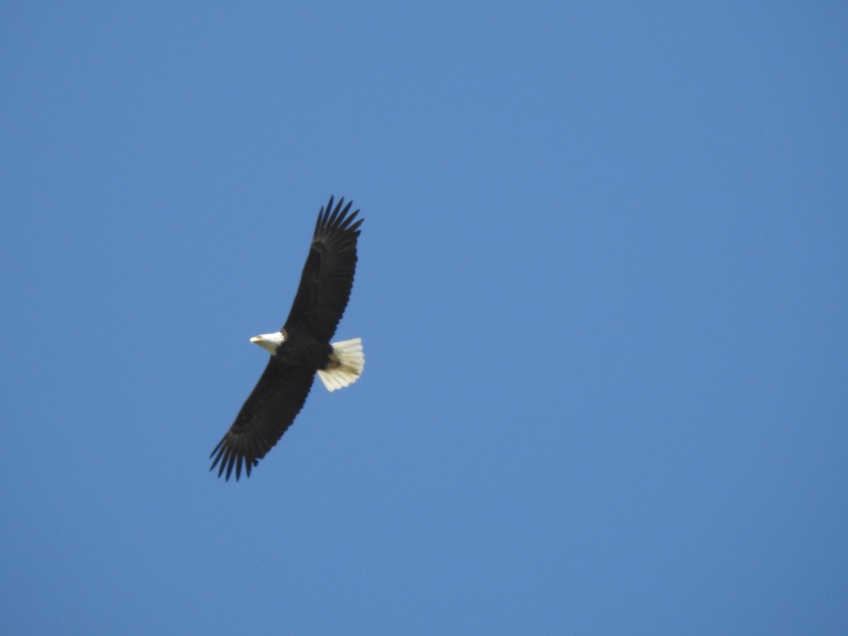 Bald Eagle - Jacques Bélanger