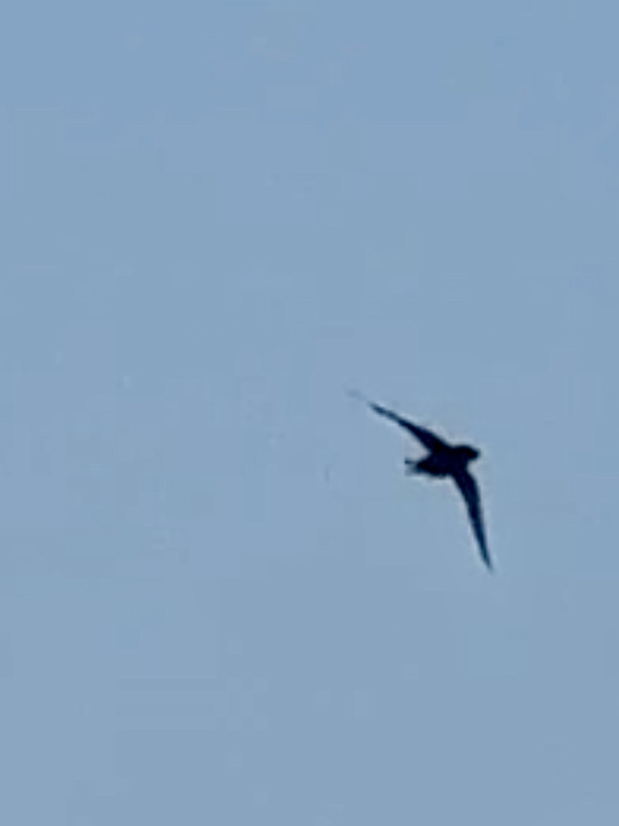 Bank Swallow - Soule Mary