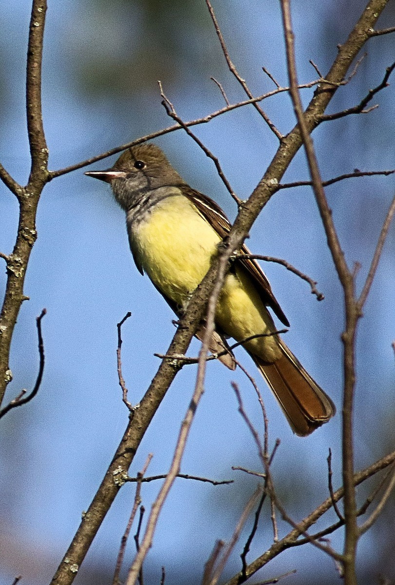 Great Crested Flycatcher - John  Cameron