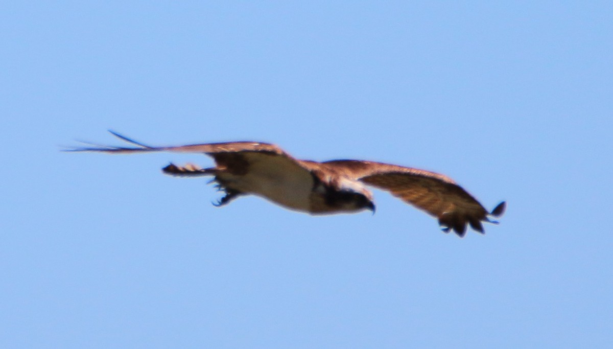 Osprey - bousquet francois