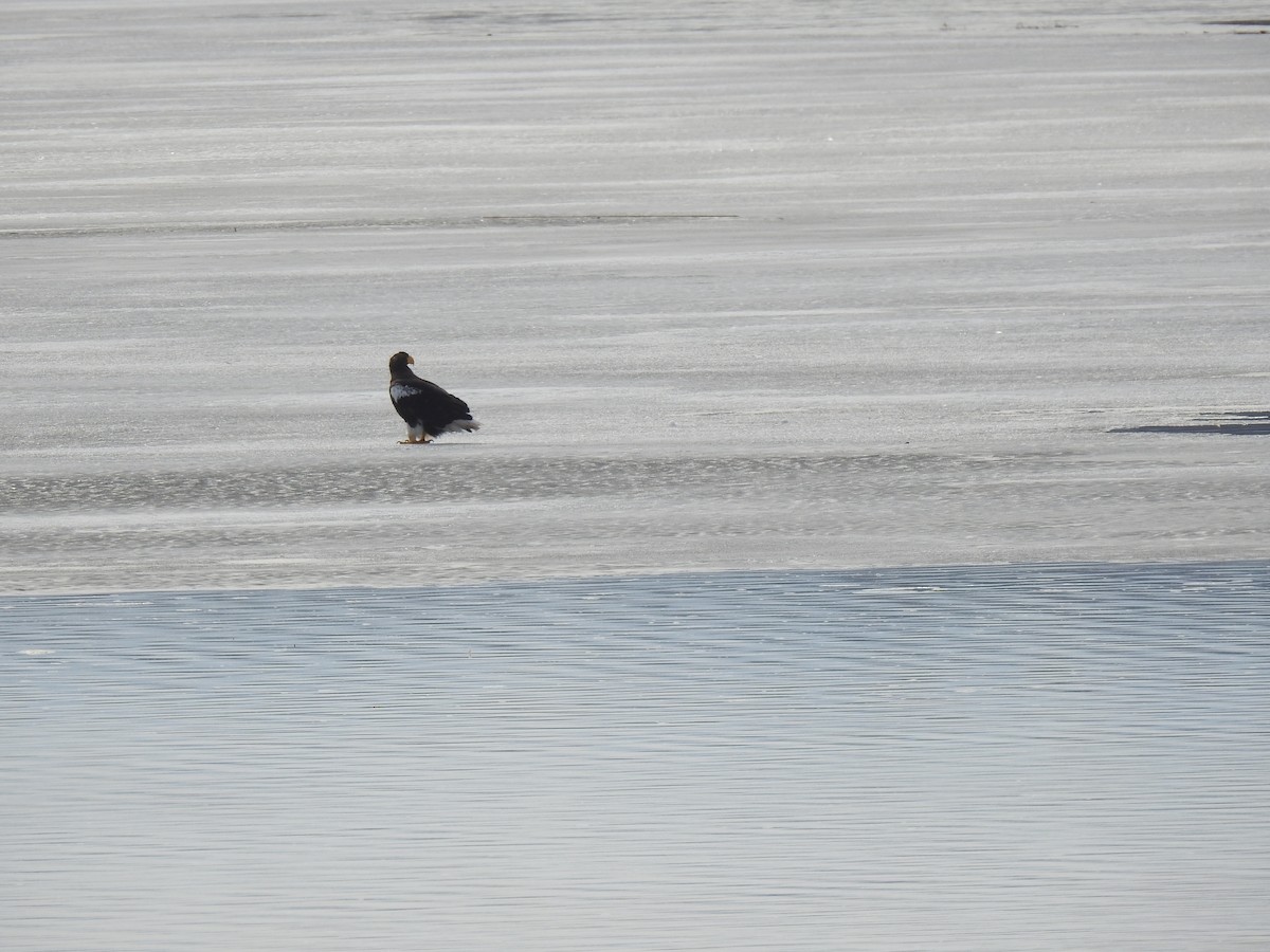 Steller's Sea-Eagle - Craig Jackson