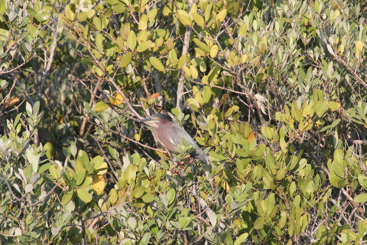 Green Heron - David Blockstein