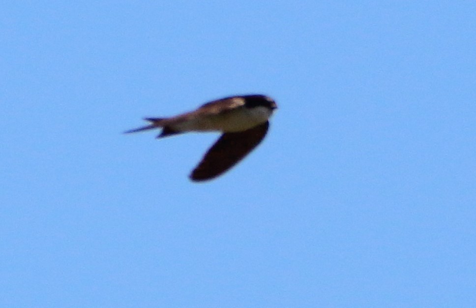 Western House-Martin - bousquet francois