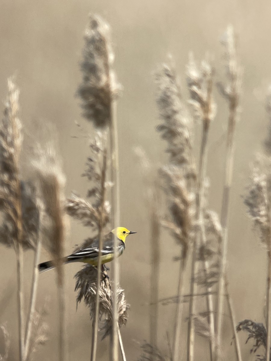 Citrine Wagtail - Anonymous