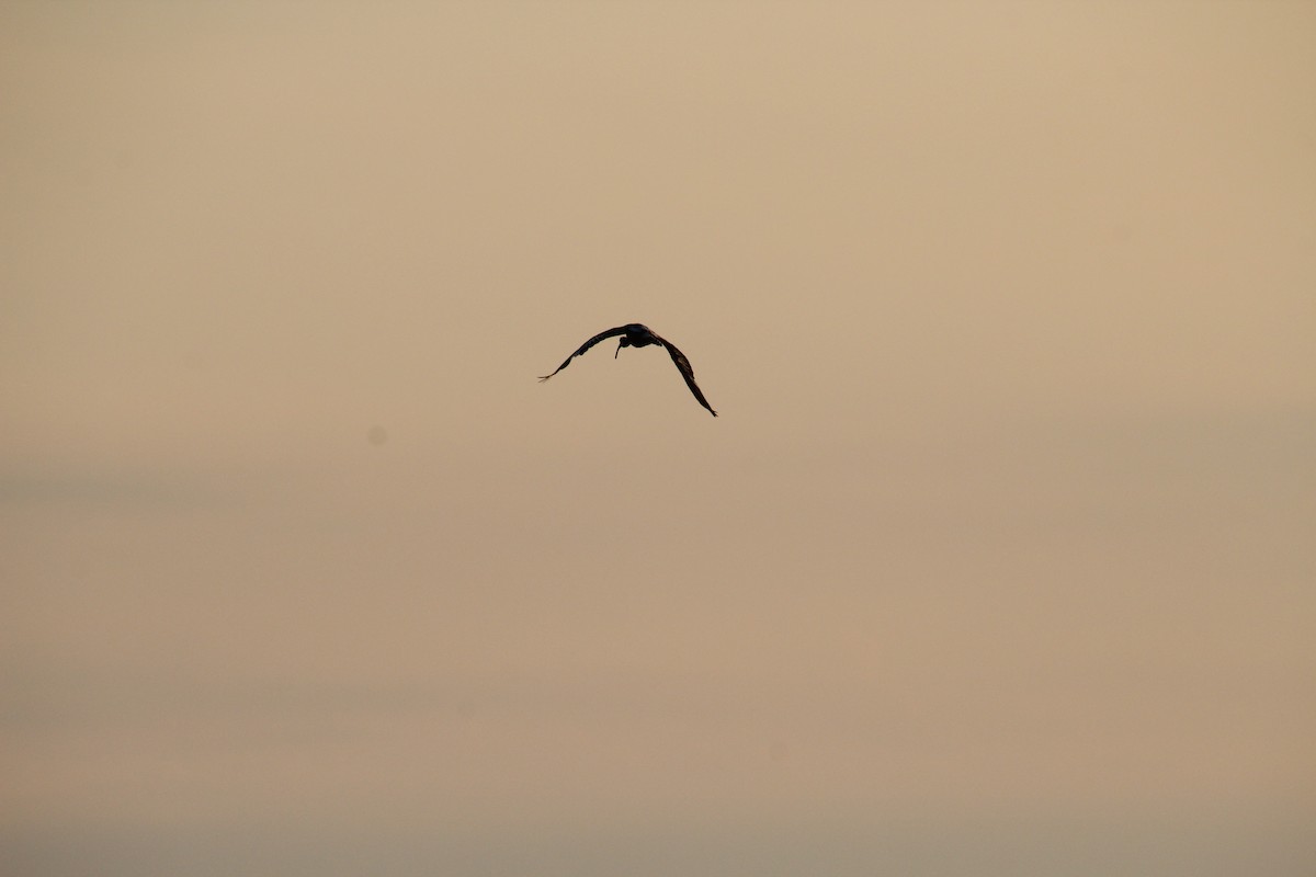 Glossy Ibis - David Blockstein