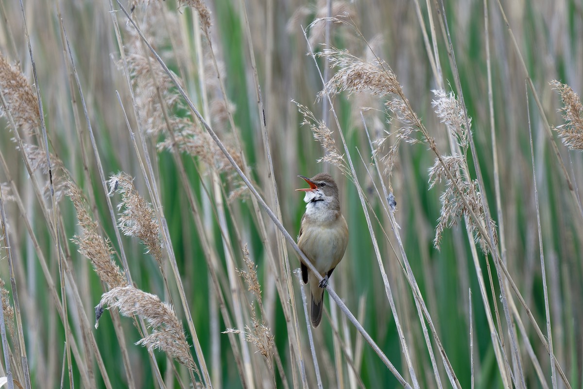 Great Reed Warbler - Andreas Stadler