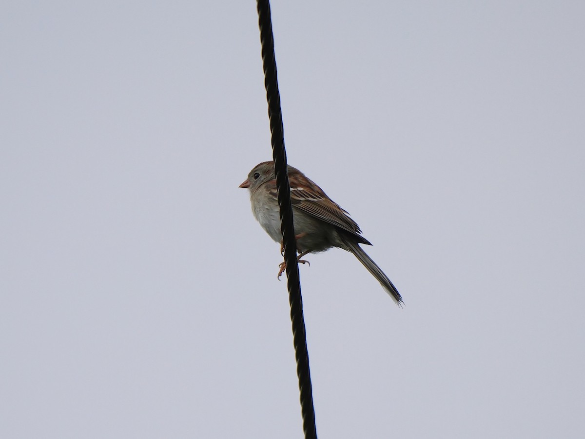 Field Sparrow - Tim Boucher